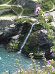 SX07247 Tree Mallow framing waterfall into Tintagel Haven (Lavatera arborea).jpg